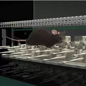 ErasmusLadder resources