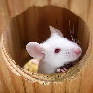 EthoVision XT rodent tracking