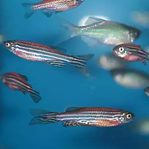 EthoVision zebrafish