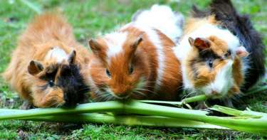 How Wild Cavies And Domesticated Guinea Pigs Differ Noldus